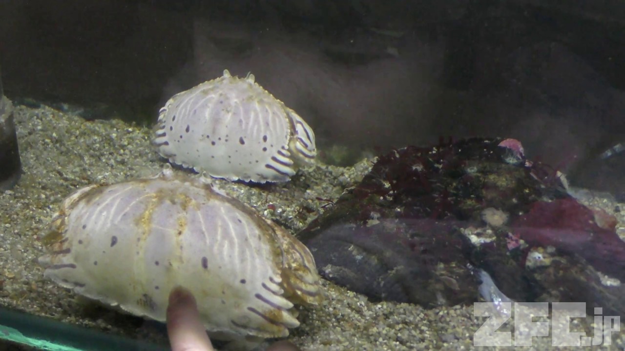 トラフカラッパ 鳥羽水族館 18年1月1日 Zfc Jp