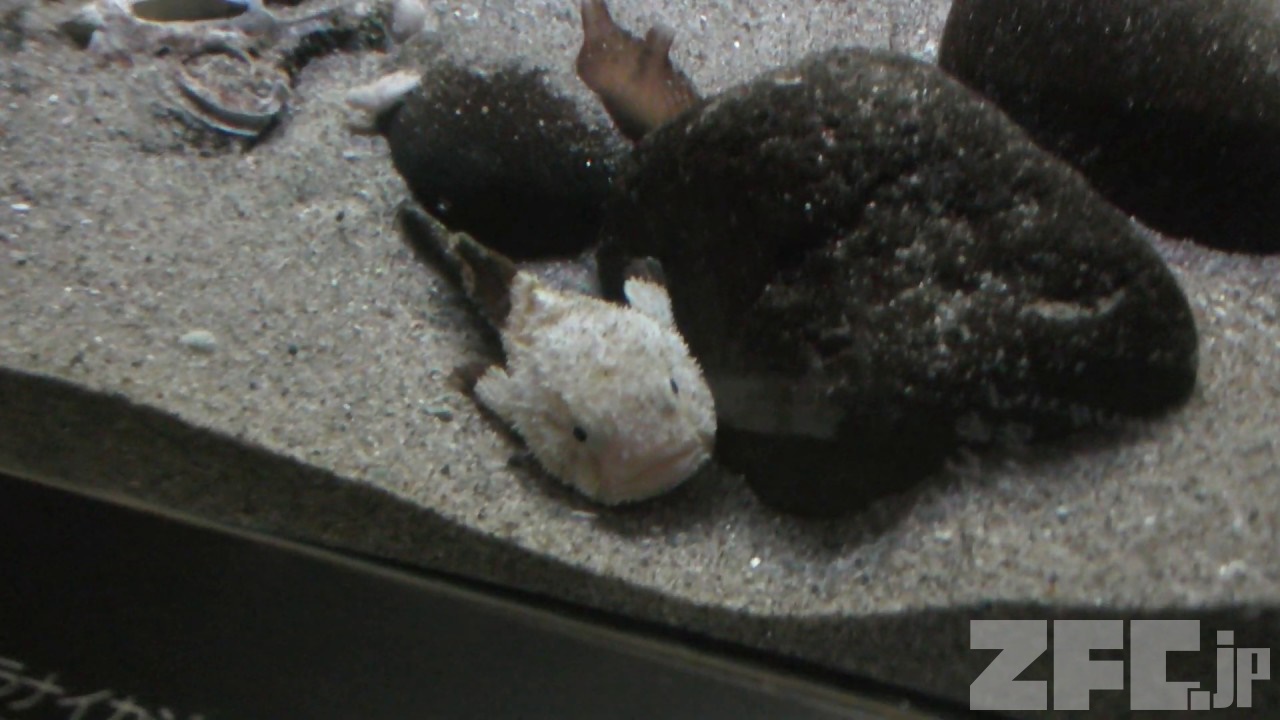 ウラナイカジカ アクアマリンふくしま 18年12月3日 Zfc Jp