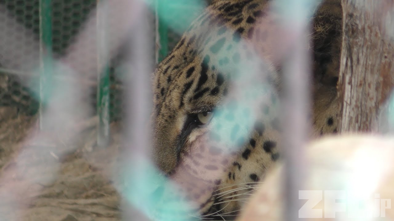 ペルシャヒョウ 動物図鑑 Zfc Jp