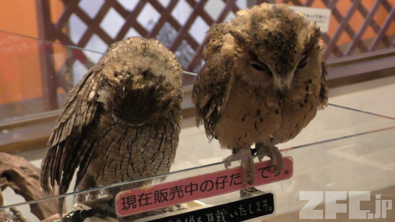 Amazon.co.jp: リアルすぎてドキッとするほど本物そっくりな