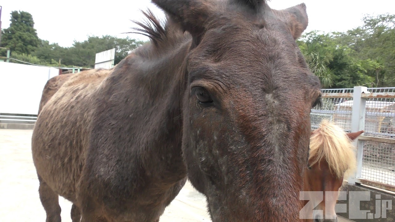 ラバ 動物図鑑 Zfc Jp