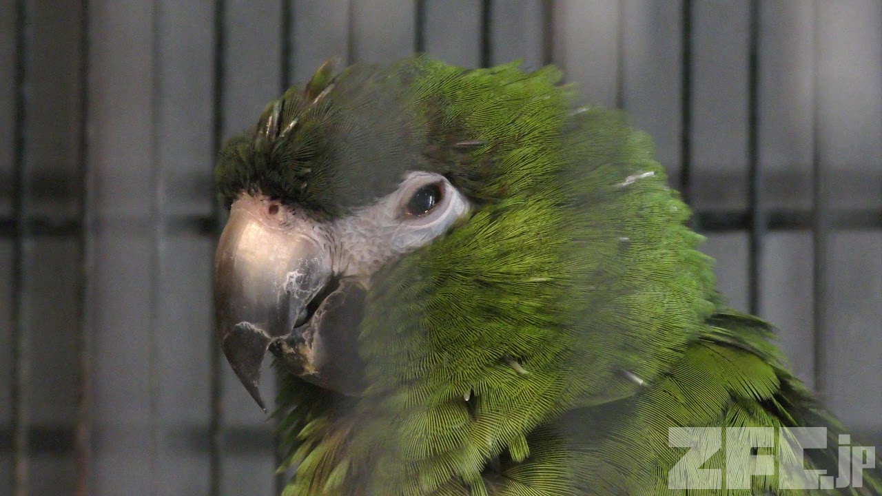 コミドリコンゴウインコ | 動物図鑑 | ZFC.jp