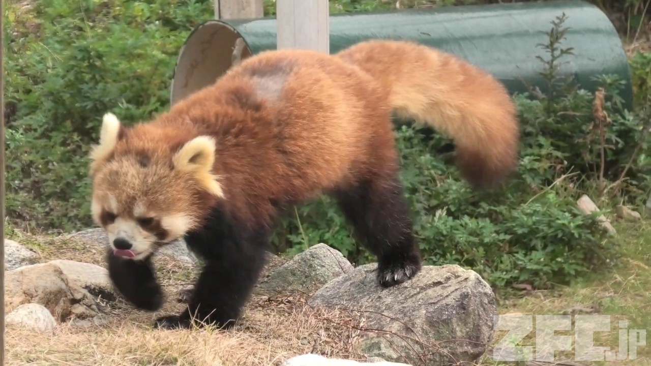 シセンレッサーパンダ みさき公園 年1月19日 Zfc Jp