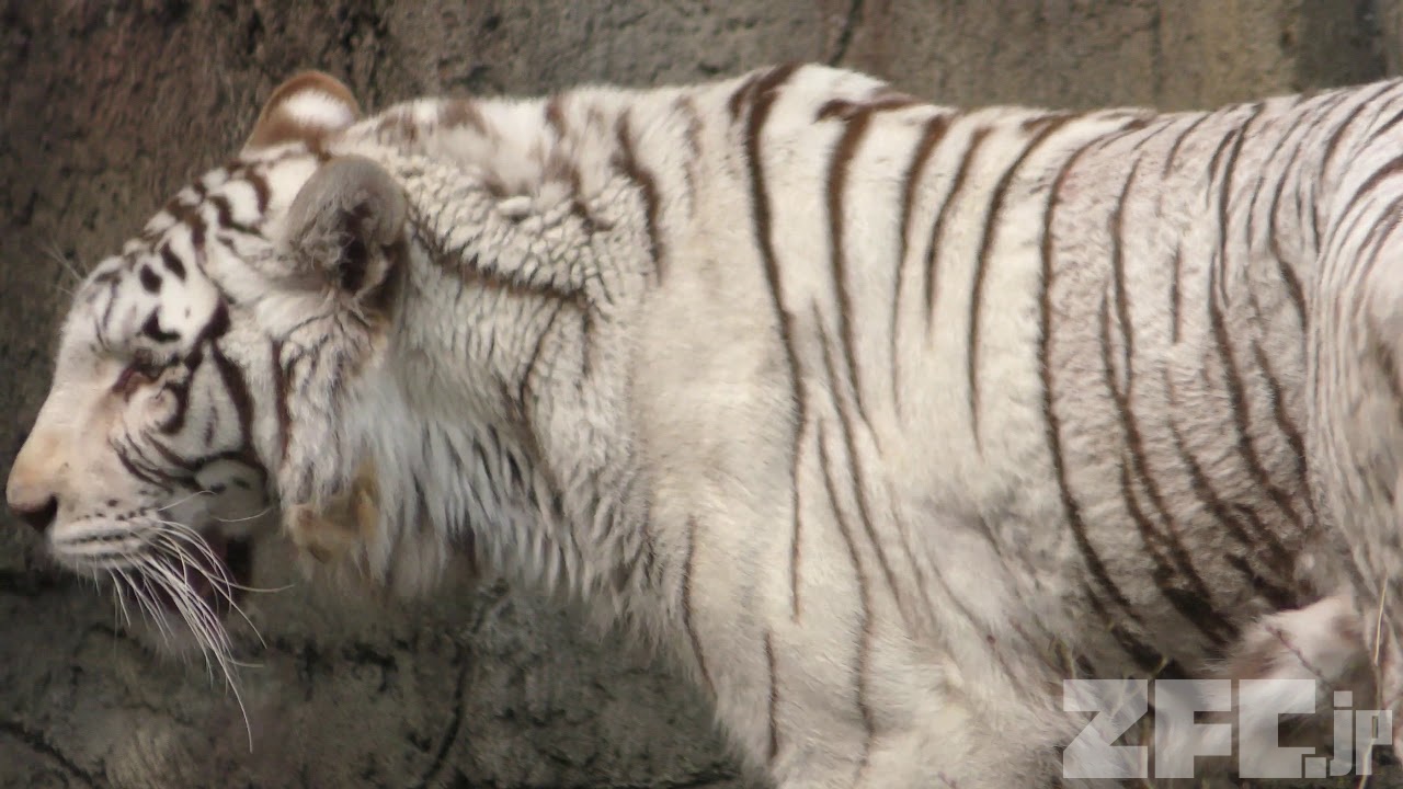 ホワイトタイガーページ Amazon.co.jp: トライエックス ポスター ホワイトタイガー PP-30282