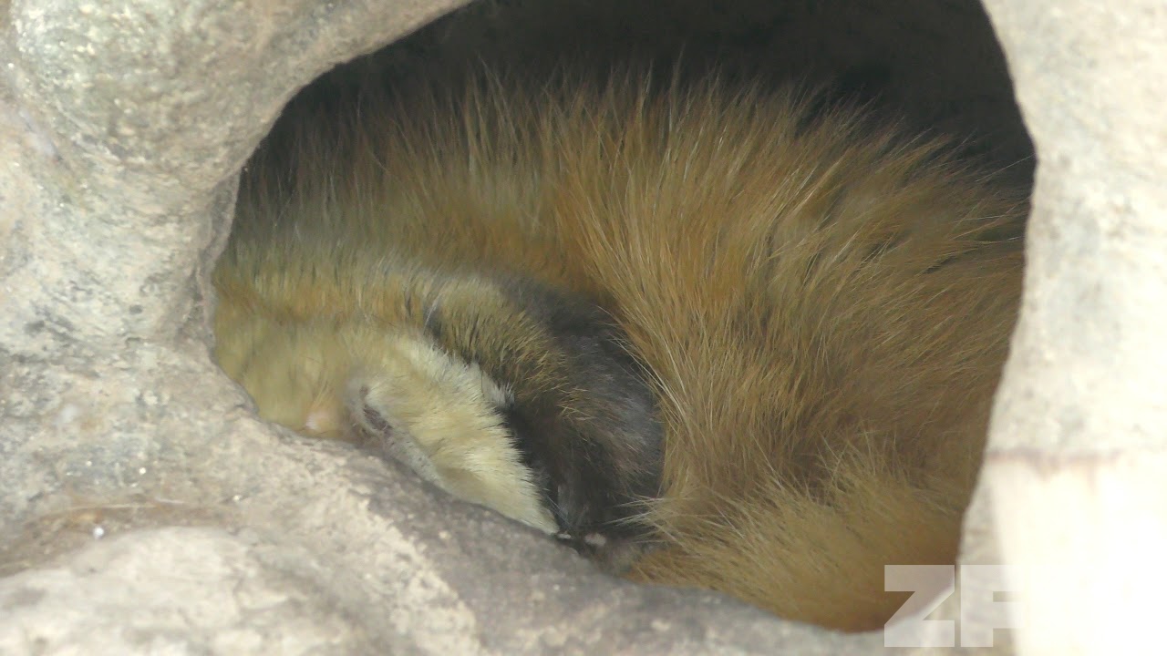 ホンドテン と けものフレンズ パネル 東武動物公園 18年5月6日 Zfc Jp