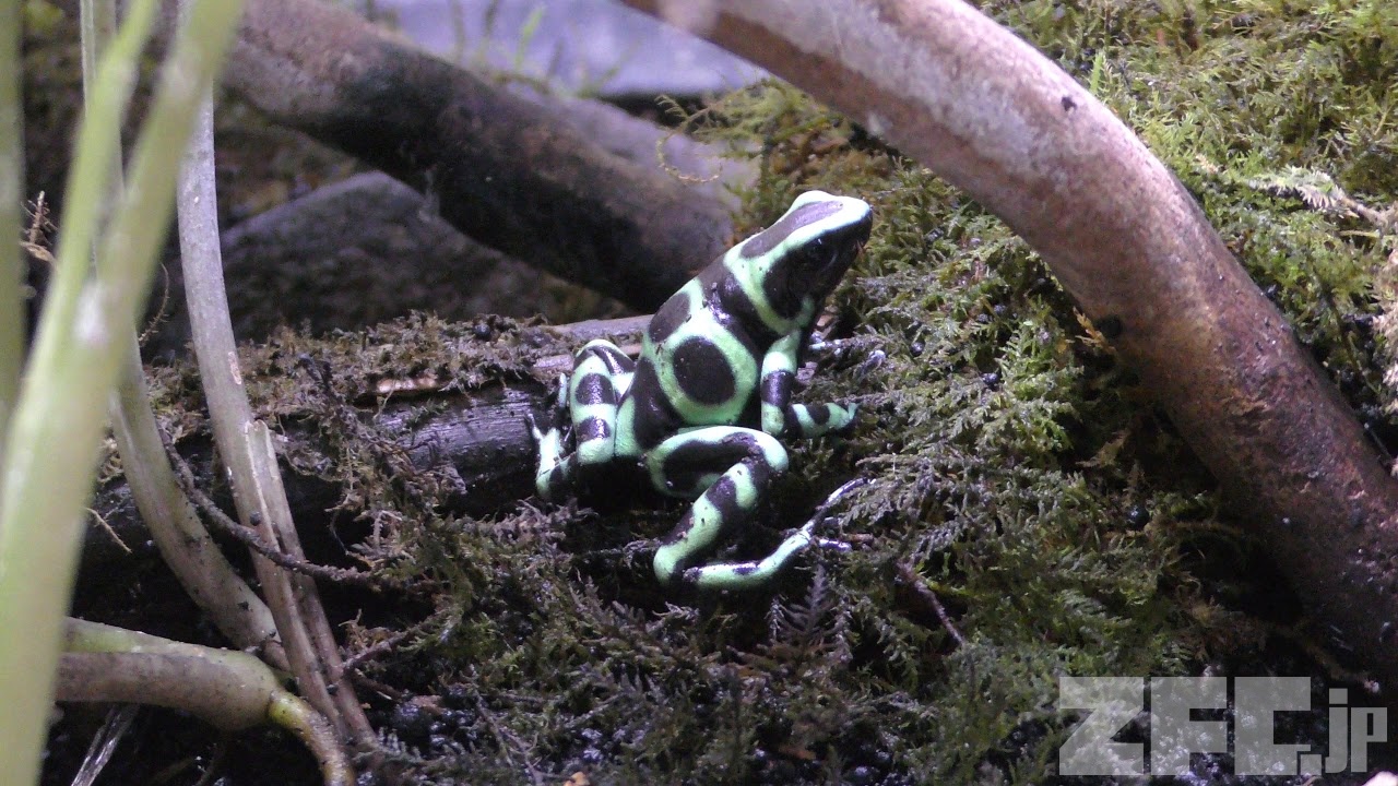 マダラヤドクガエル | 動物図鑑 | ZFC.jp