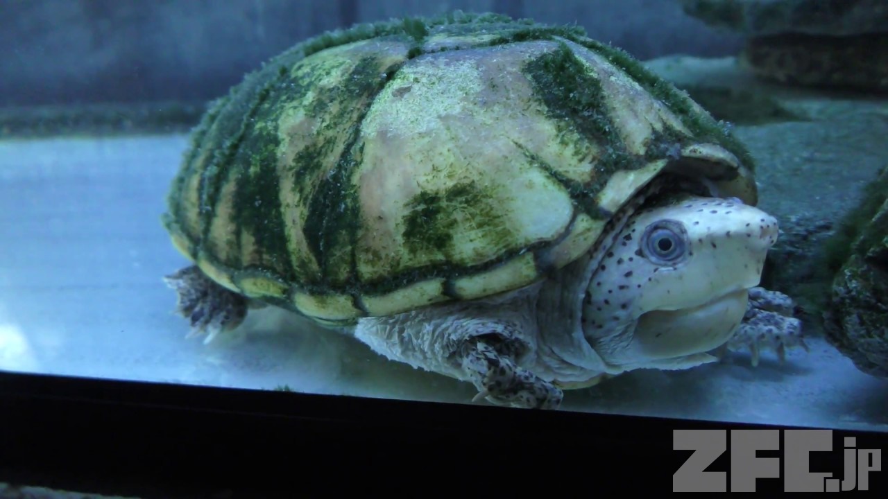 ヒメニオイガメ | 動物図鑑 | ZFC.jp