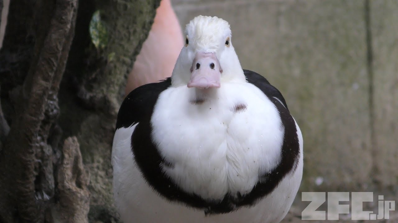 e♡♡♡ カモ トラ シロクマ 41FTFP8tn7L._AC_.jpg