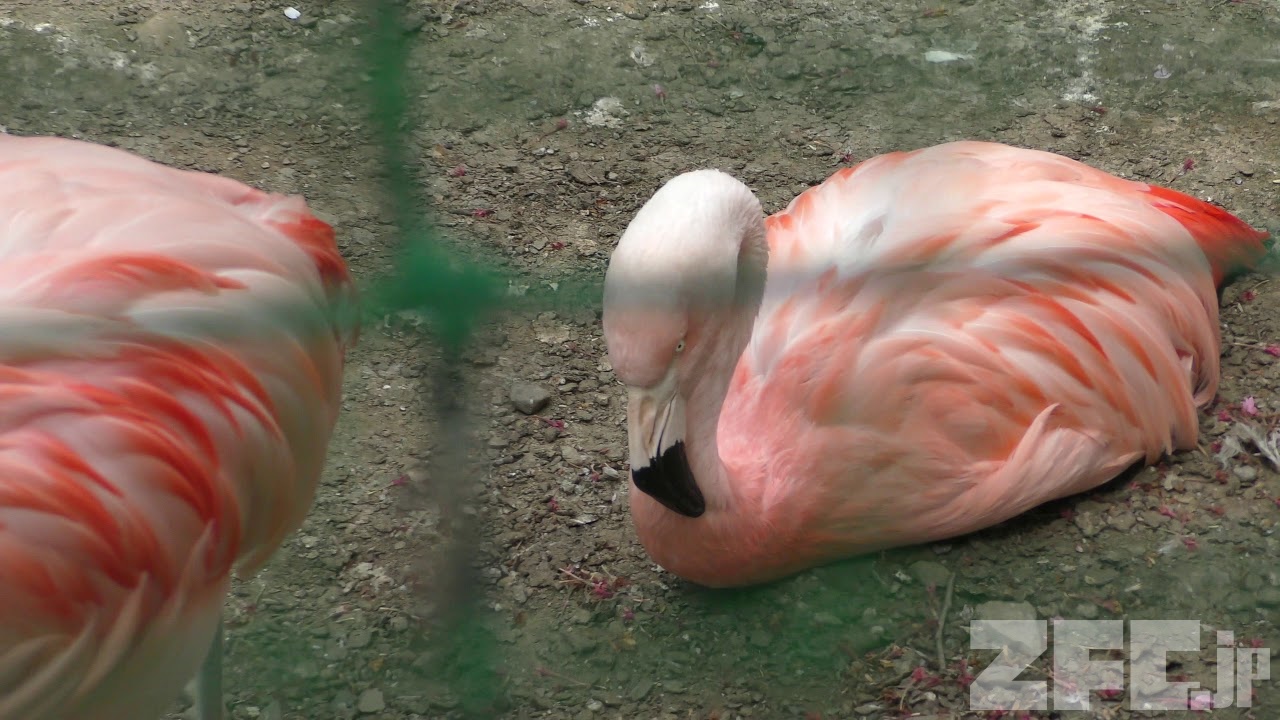 チリーフラミンゴ 羽村市動物公園 18年4月8日 Zfc Jp