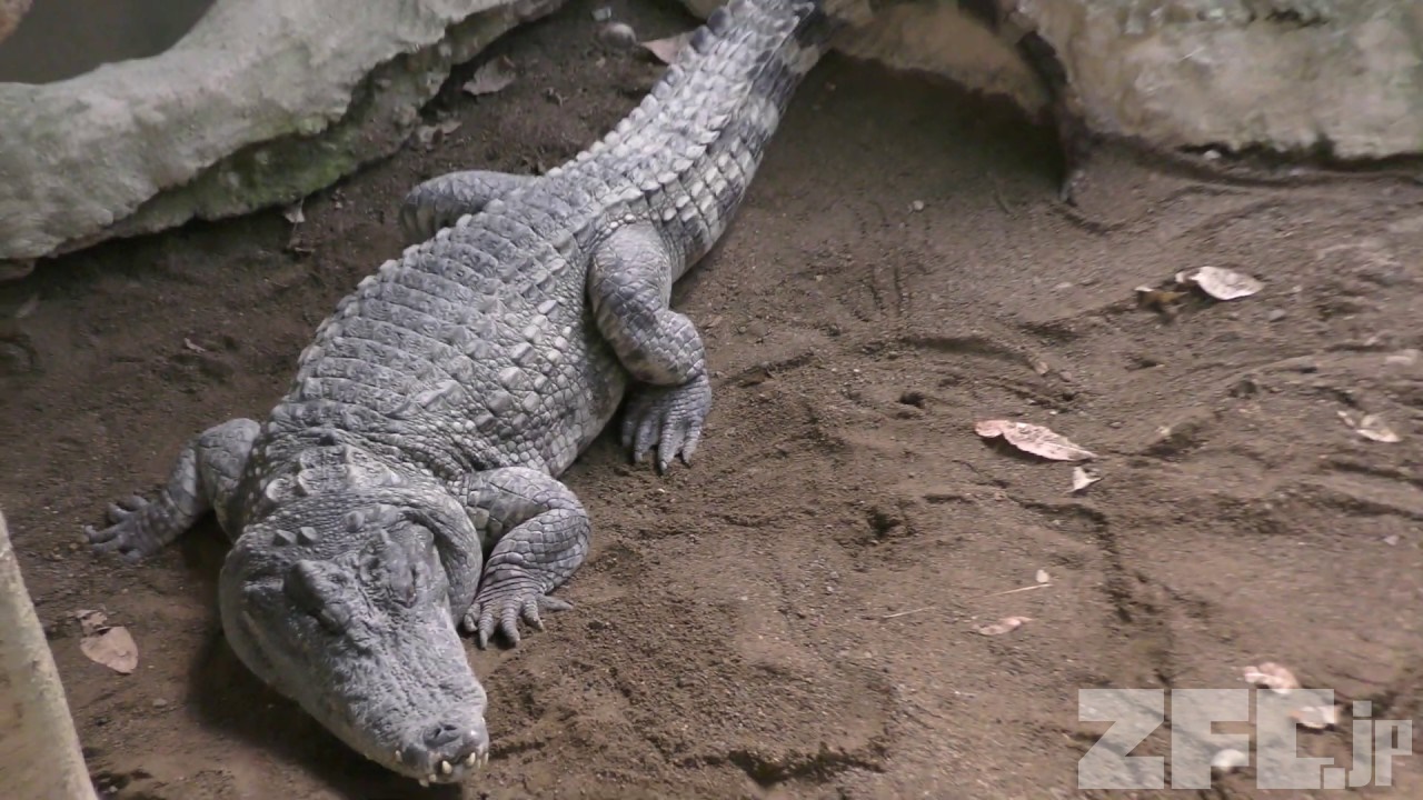 シャムワニ | 動物図鑑 | ZFC.jp