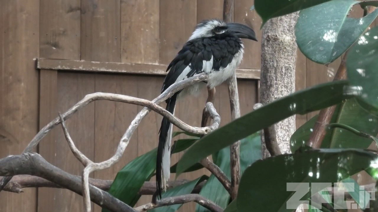 セグロコサイチョウ | 動物図鑑 | ZFC.jp