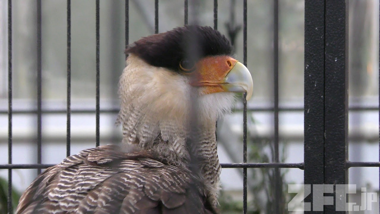 Southern Crested Caracara Kakegawa Kachouen Shizuoka Japan December 10 17 Zfc Jp