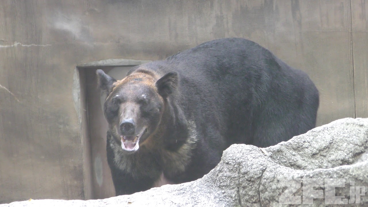 エゾヒグマ (上野動物園) 2018年8月23日 | ZFC.jp