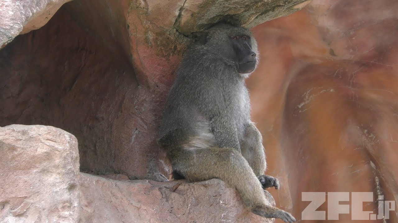 アヌビスヒヒ 動物図鑑 Zfc Jp