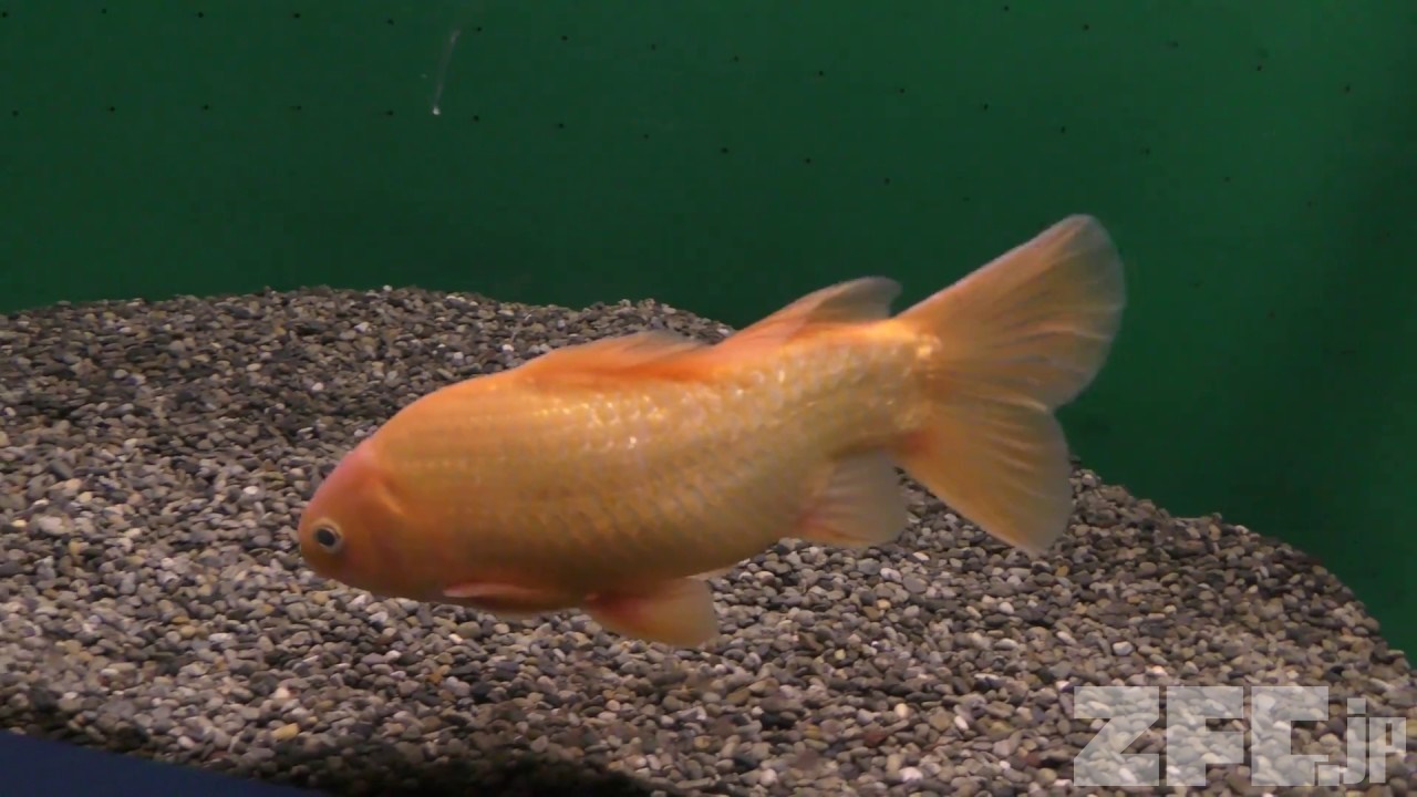 奇跡の金魚 (志摩マリンランド) 2018年1月2日 | ZFC.jp