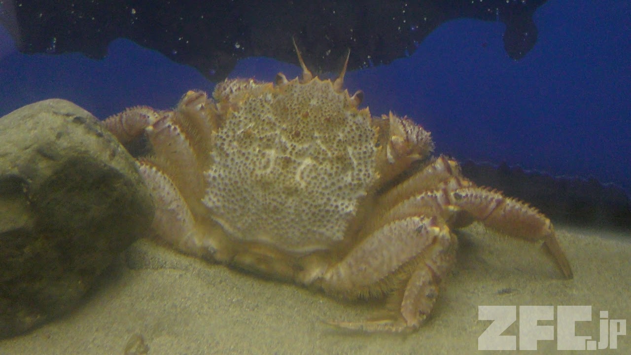 ケガニ (エビとカニの水族館) 2018年12月26日 | ZFC.jp