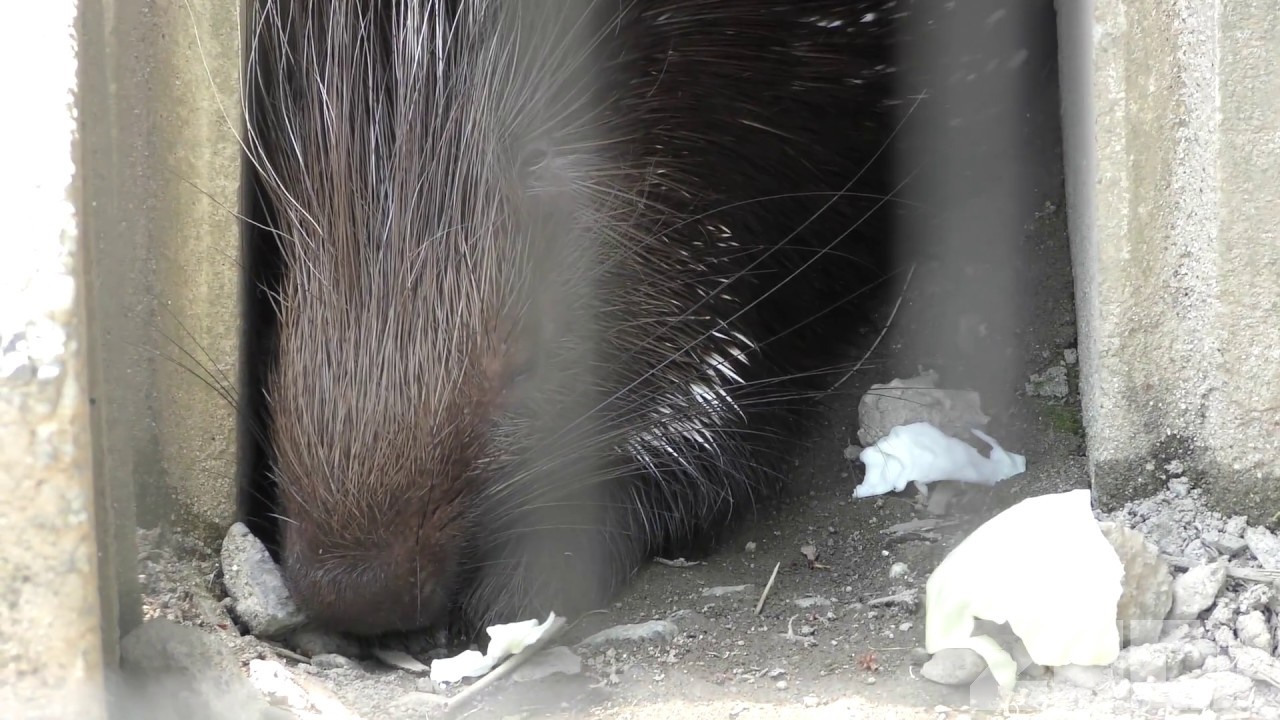 アフリカタテガミヤマアラシ 宇都宮動物園 18年4月30日 Zfc Jp
