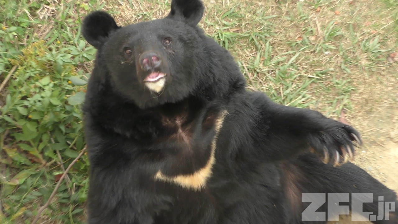 ツキノワグマの餌やり体験 (みさき公園) 2017年11月4日 | ZFC.jp