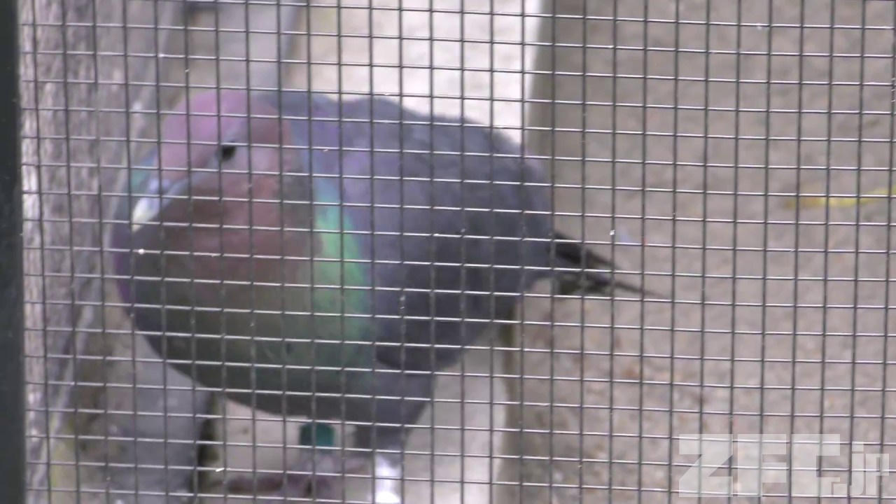 カワラバト　アオバト　ギンバト　ミカドバト　アカガシラカラスバト カワラバト アオバト ギンバト ミカドバト アカガシラカラスバト