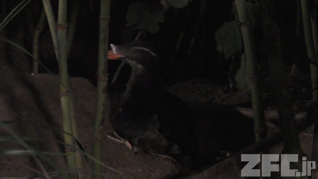 ウトウ 動物図鑑 ZFC.jp