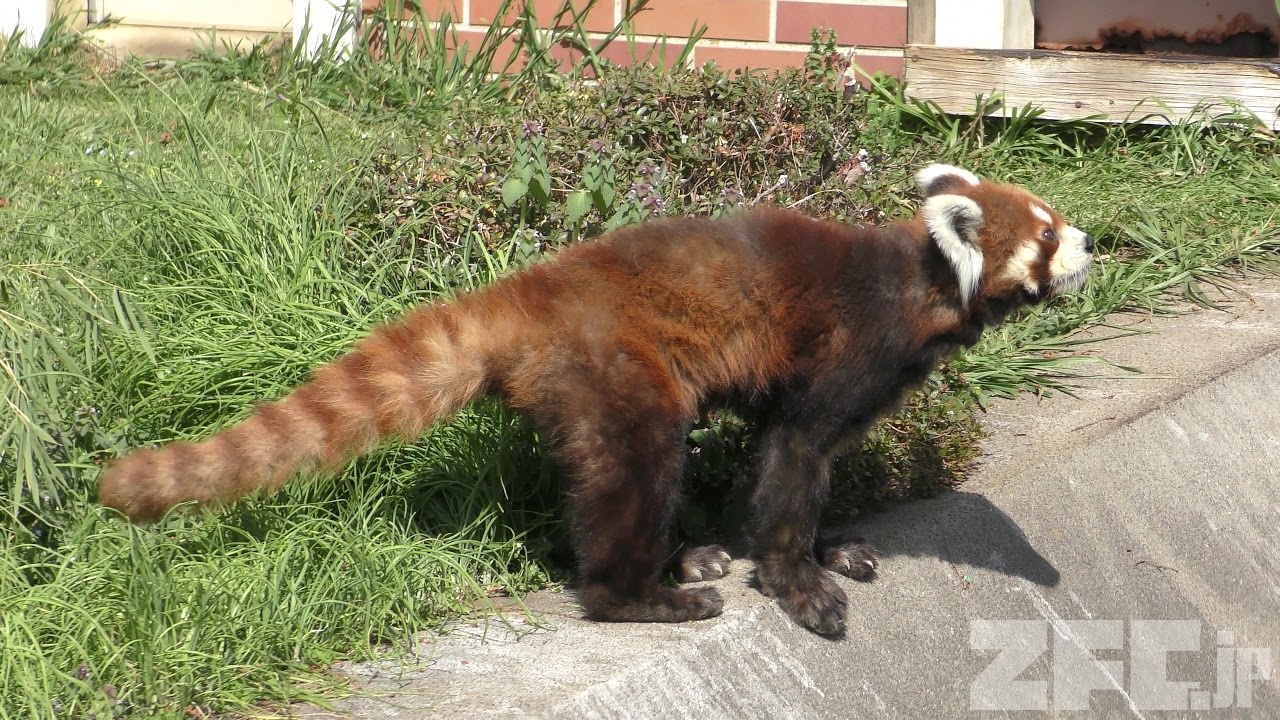 レッサーパンダ『源太』のおやつタイム (東武動物公園) 2018年3月31日