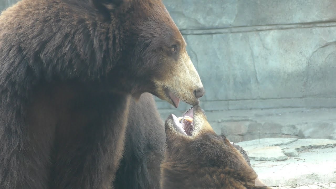 アメリカクロクマ 動物図鑑 Zfc Jp