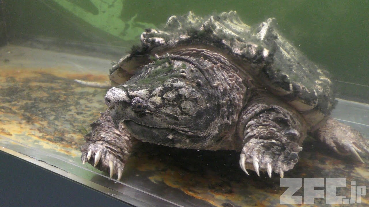ワニガメ | 動物図鑑 | ZFC.jp ワニガメ | 動物図鑑 | ZFC.jp