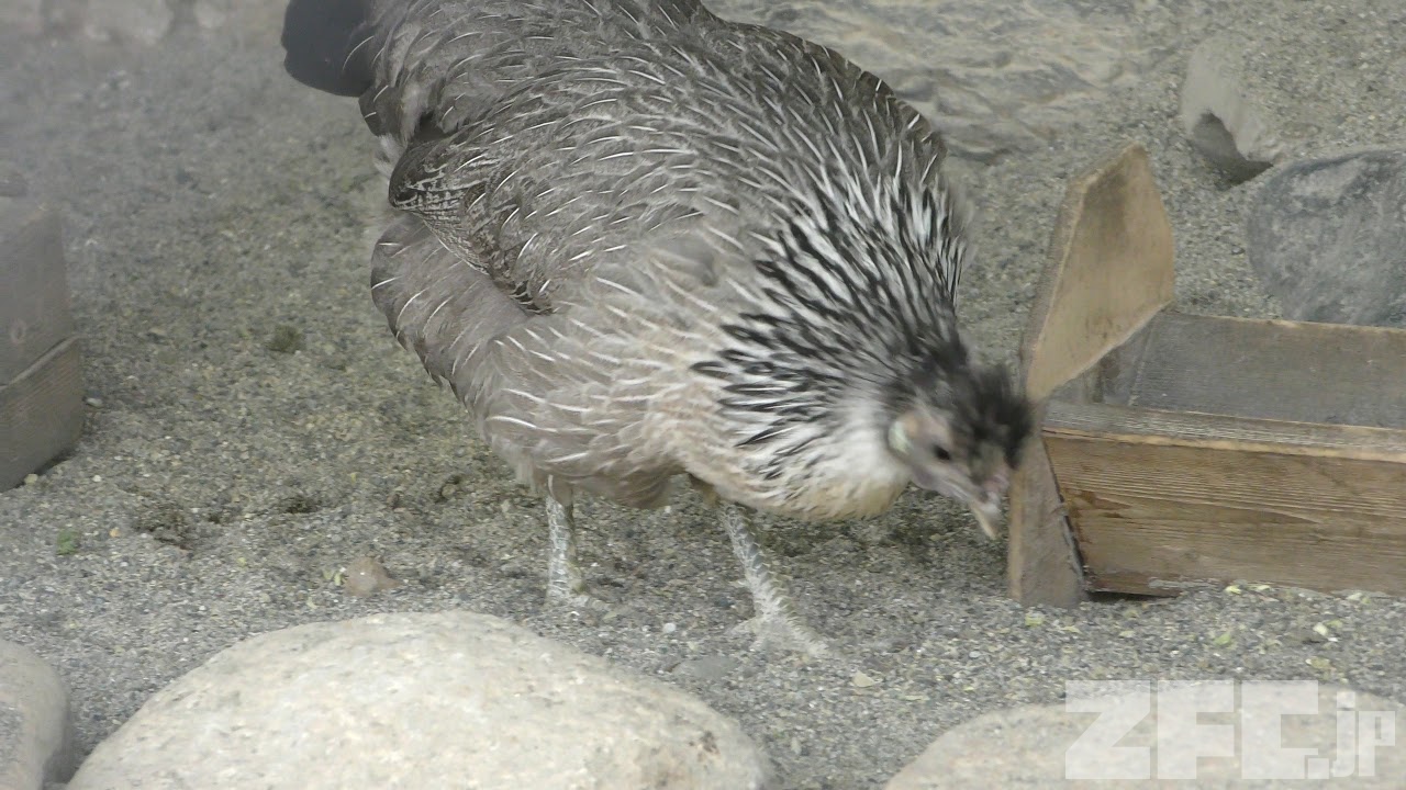 烏骨鶏 チャボ 大和地鶏 有精卵 朝採り卵 平飼い鶏 - 食品