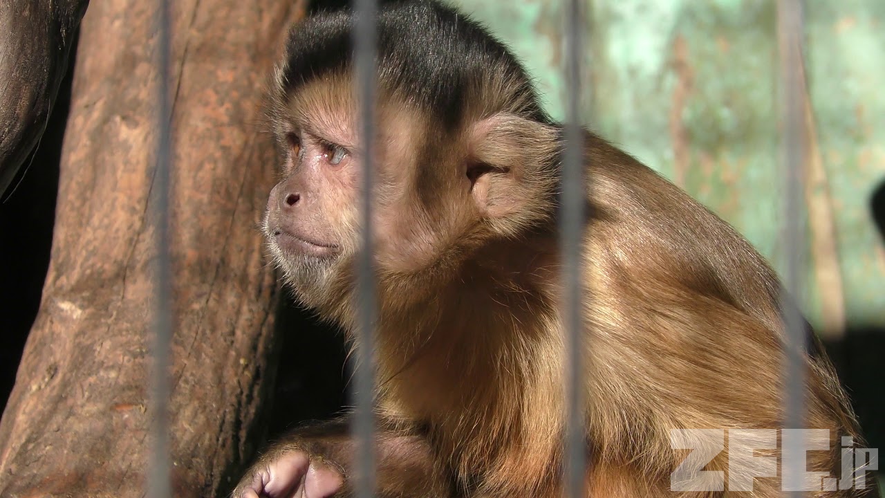 ✡️速購入OK✡️様大猿