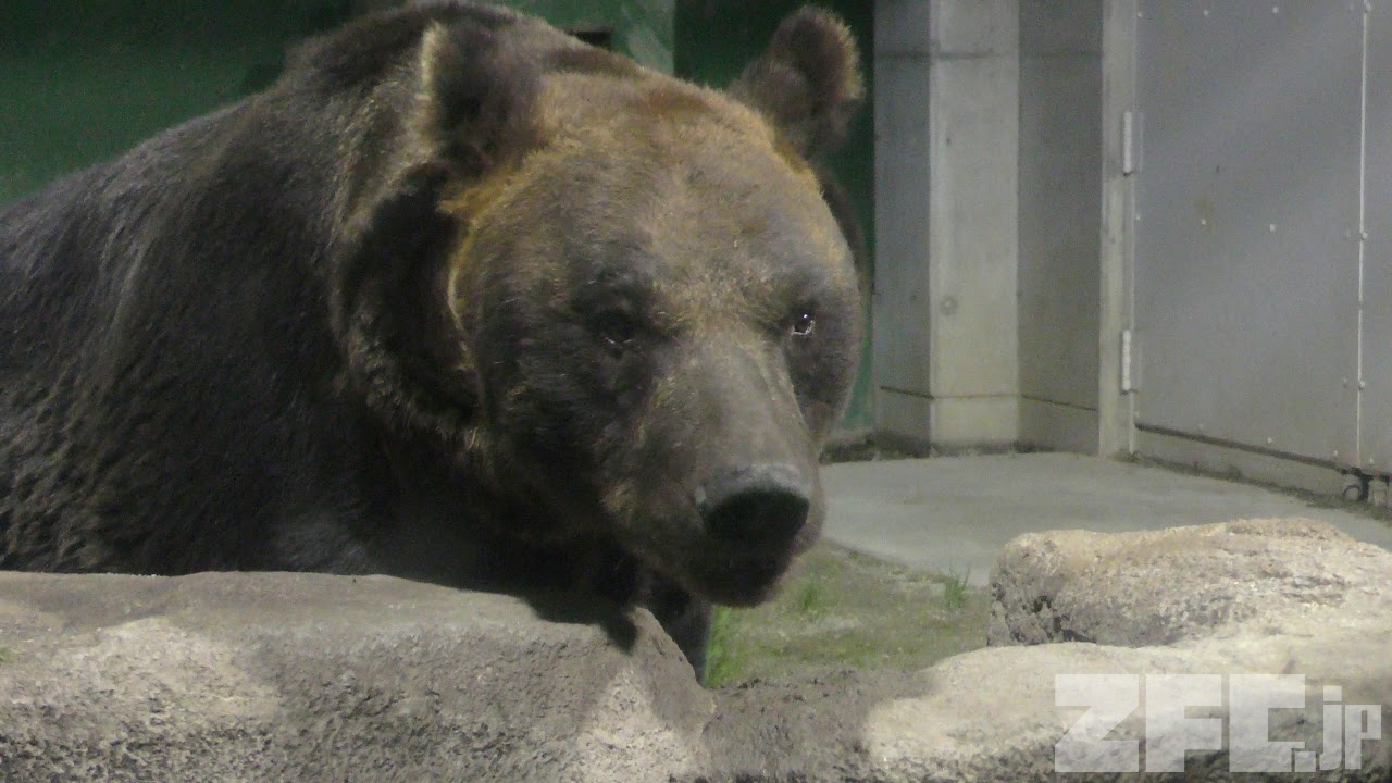 夜のヒグマの森 東武動物公園 17年11月11日 Zfc Jp 夜のヒグマの森 東武動物公園 17年11月11日 Zfc Jp