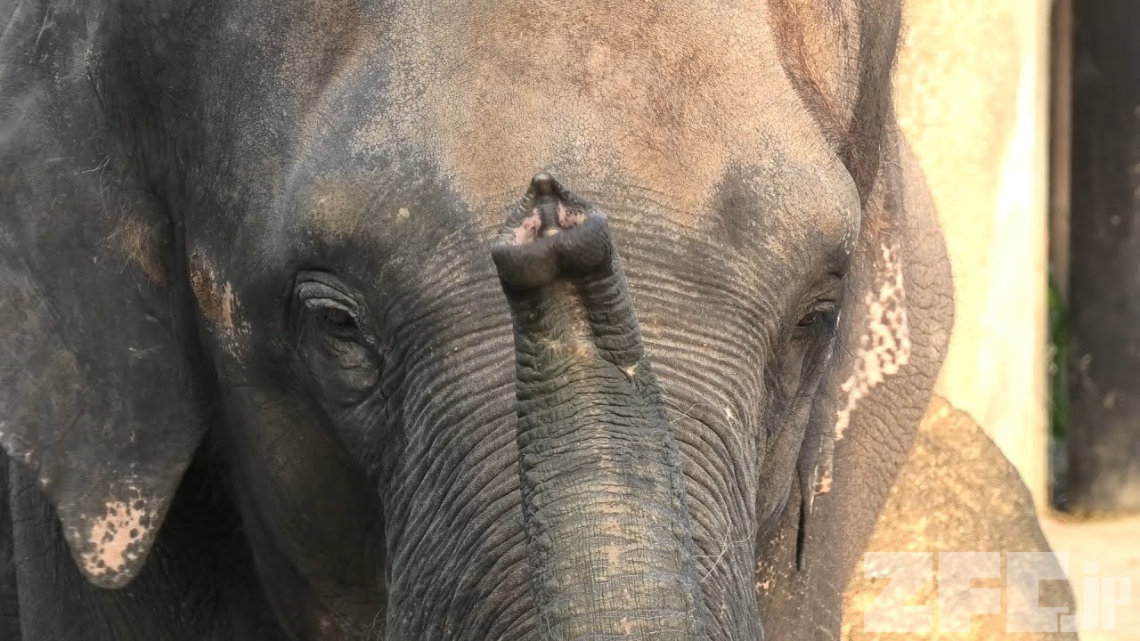 アジアゾウ | 動物図鑑 | ZFC.jp