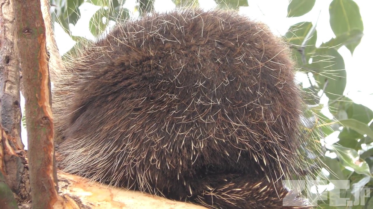 カナダヤマアラシ 埼玉県こども動物自然公園 18年2月3日 Zfc Jp