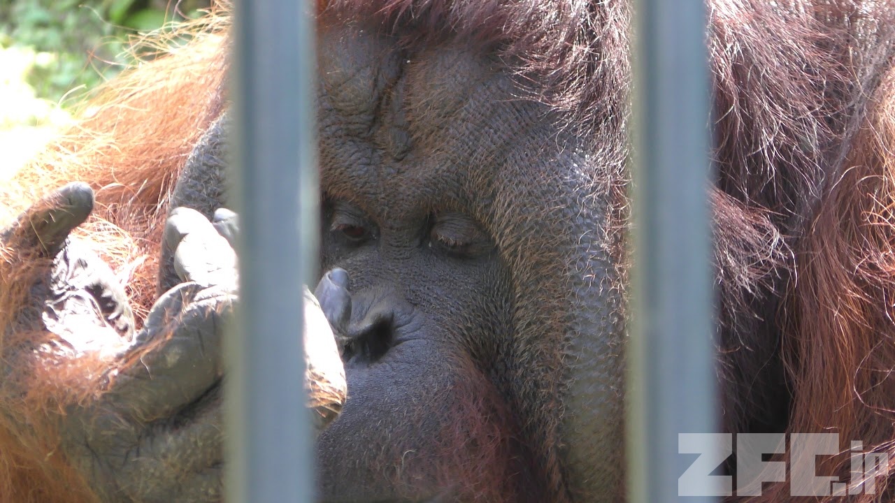ボルネオオランウータン の『ジャック』 (旭山動物園) 2019年6月20日