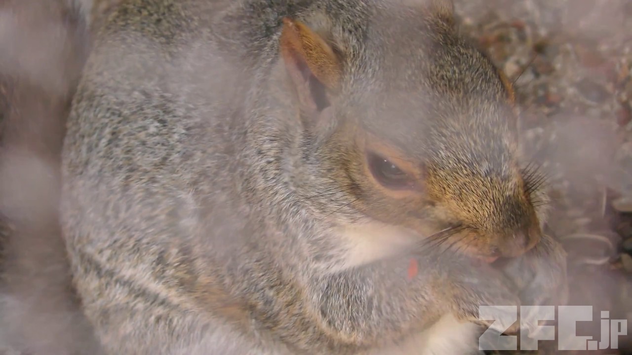 壁のぼり ハイイロリス 剥製 トウブハイイロリス | 動物図鑑