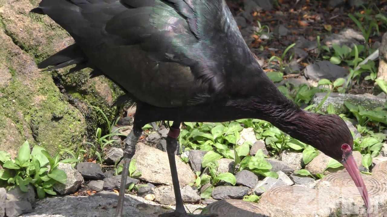 アンデスブロンズトキ 宇都宮動物園 18年4月30日 Zfc Jp