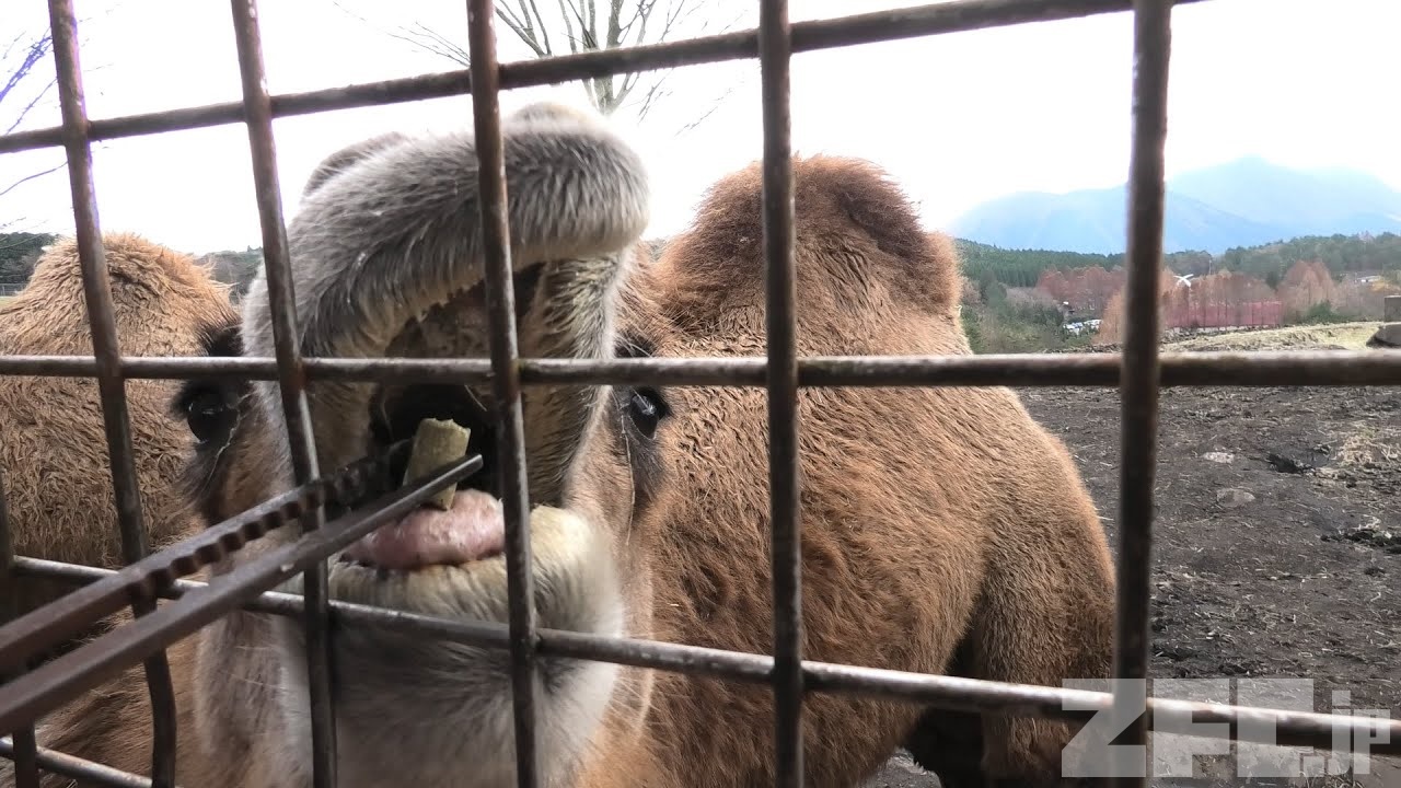 西アフリカ産　バラフォン　ジャンク品 西アフリカ産 バラフォン ジャンク品 卸売 通販