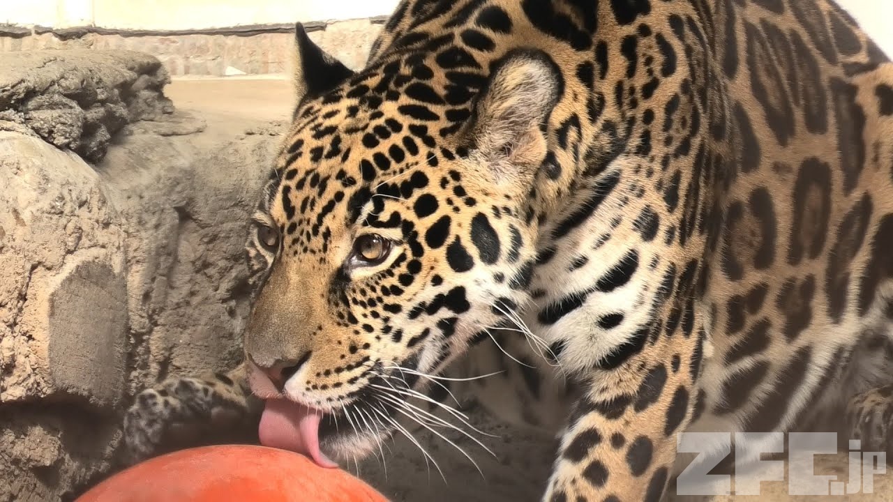 ジャガー | 動物図鑑 | ZFC.jp