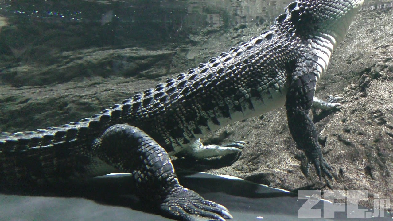 さかなライブ劇場「イリエワニ」 (神戸市立須磨海浜水族園) 2018年12月