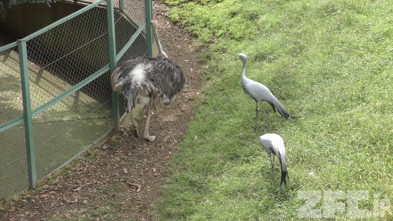 ダチョウ (千葉市動物公園) 2017年9月24日 | ZFC.jp