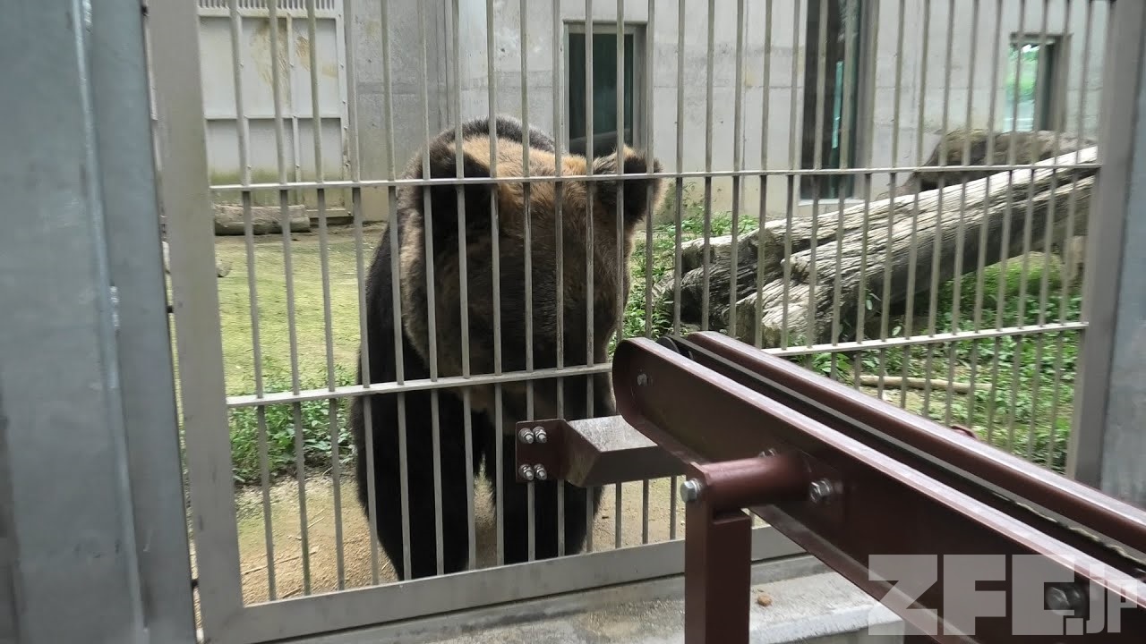 ヒグマ の アヤメ 東武動物公園 年9月18日 Zfc Jp