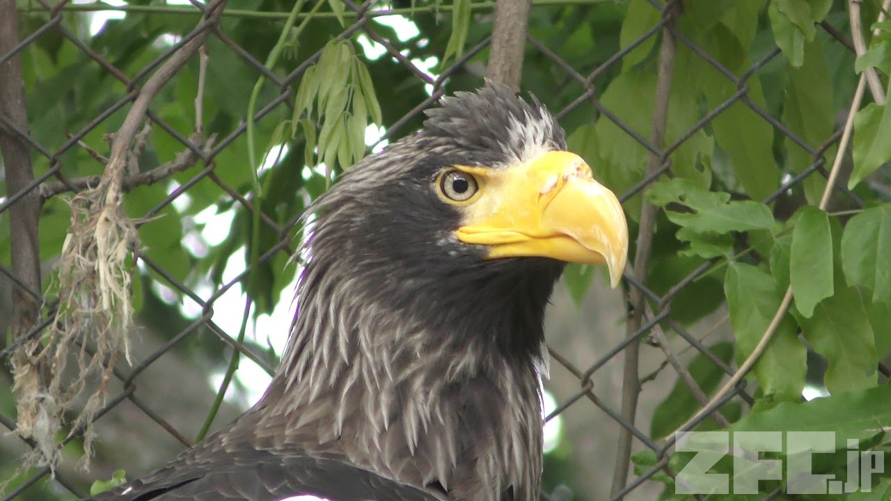 我孫子市「鳥の博物館」に行って来ました。 Z-1125 剥製 猛禽類