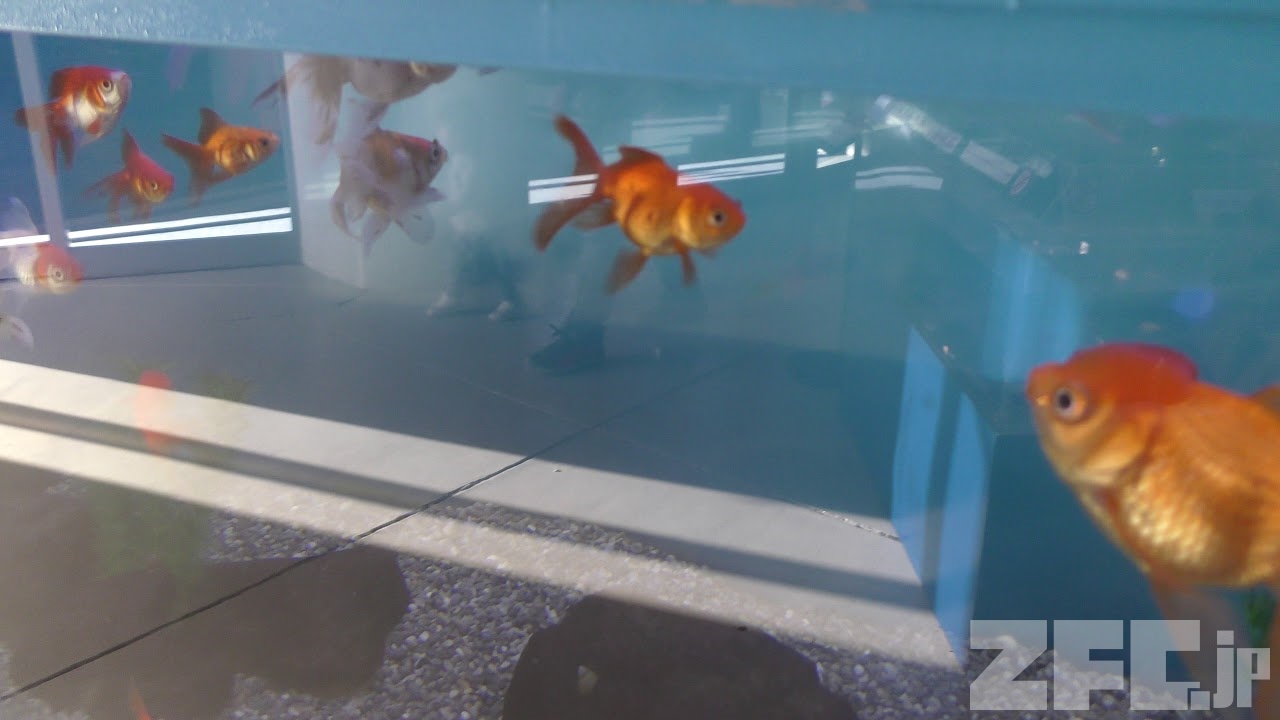 さまざまな金魚たち (志摩マリンランド) 2018年1月2日 | ZFC.jp