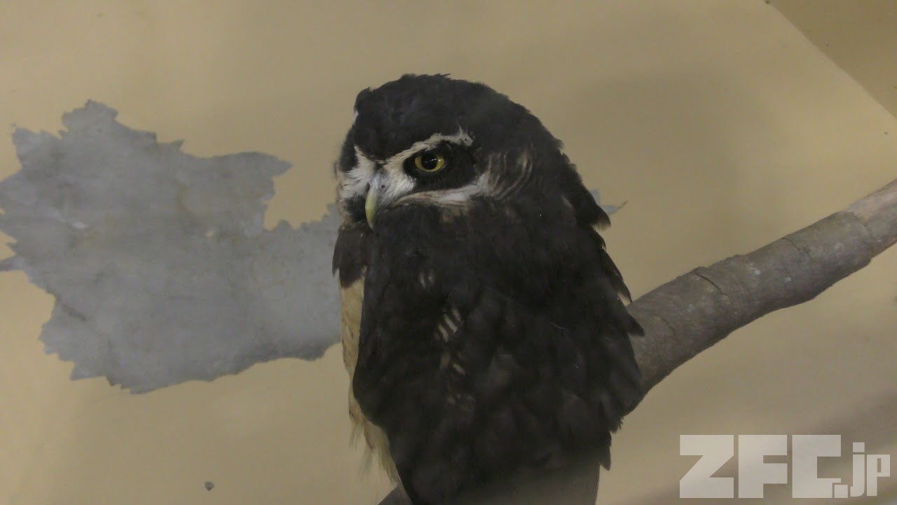 メガネフクロウ (掛川花鳥園) 2017年12月10日 | ZFC.jp