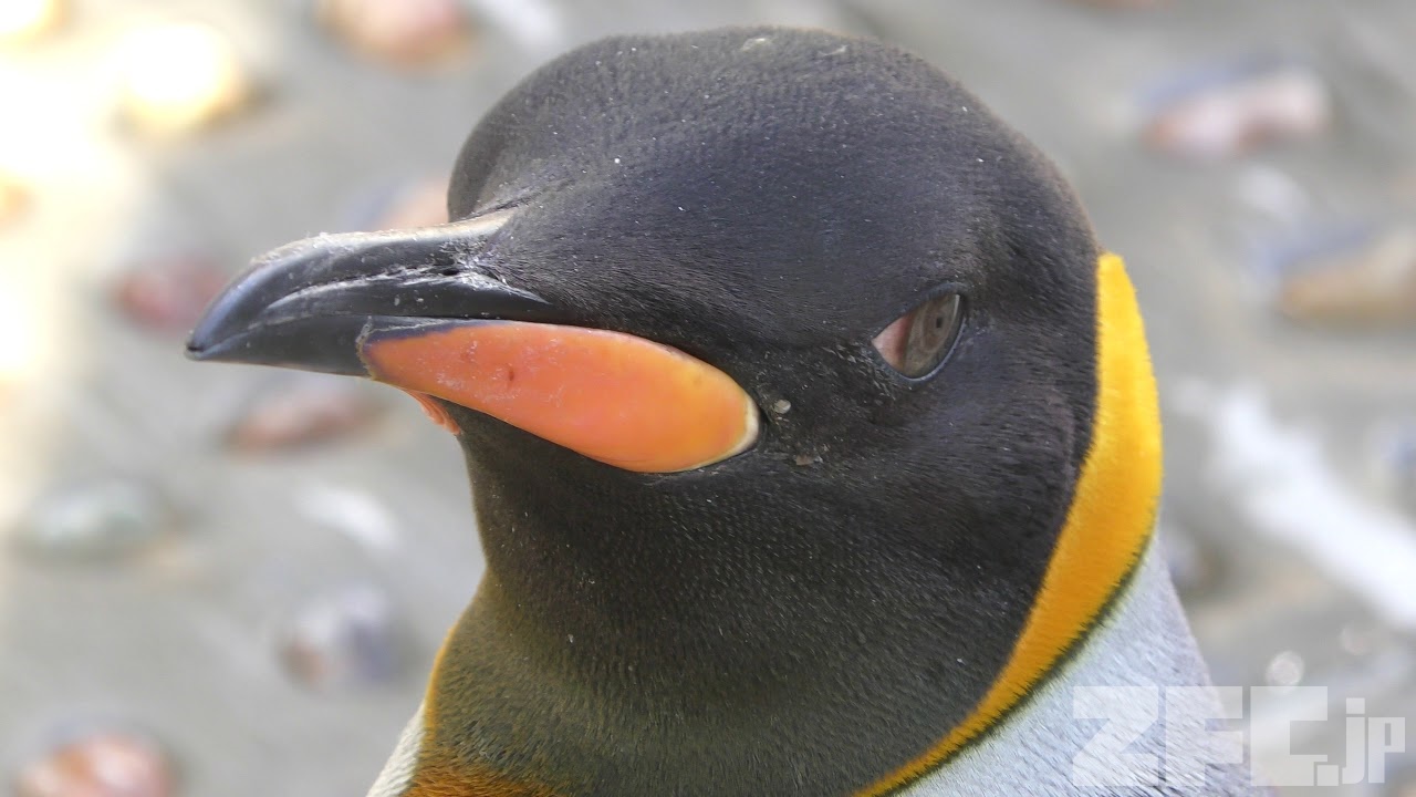 オウサマペンギン (仙台うみの杜水族館) 2018年1月20日 | ZFC.jp