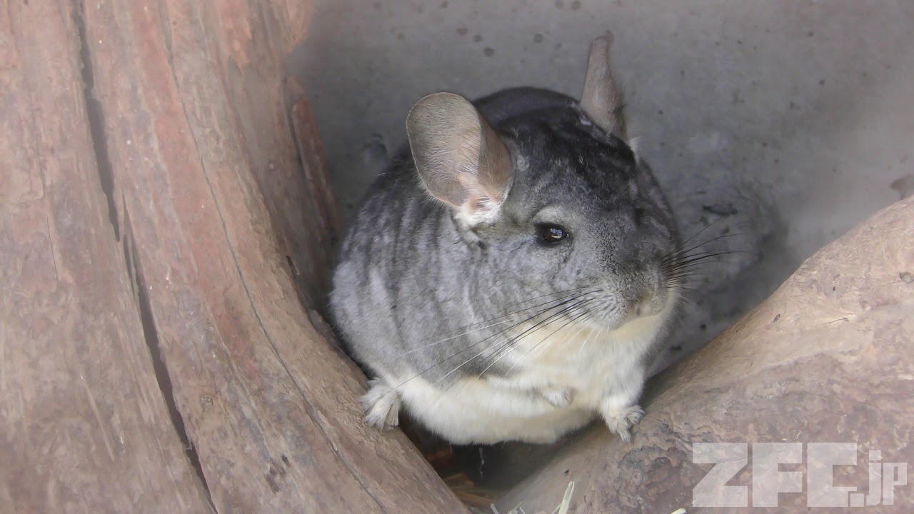 チンチラ 楽天市場】【12／5限定】当選確率2分の1！1等最大100