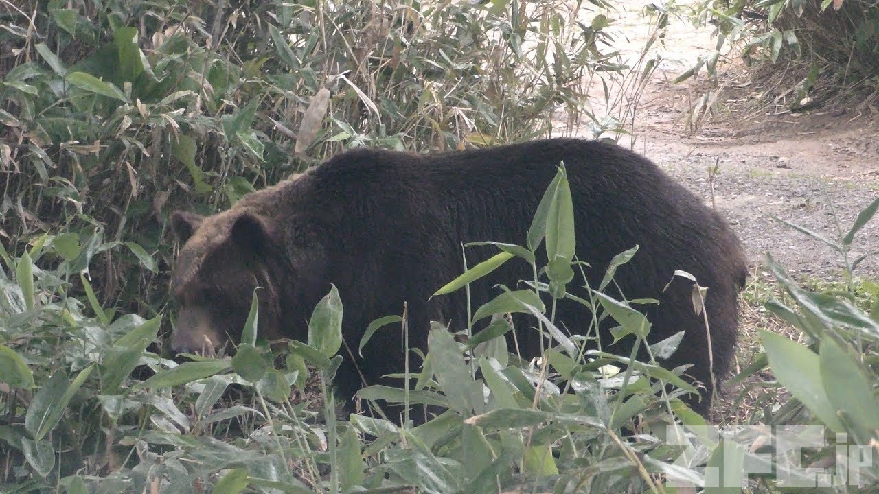 エゾヒグマ の『レラ』 (サホロリゾート ベア・マウンテン) 2019年7月5