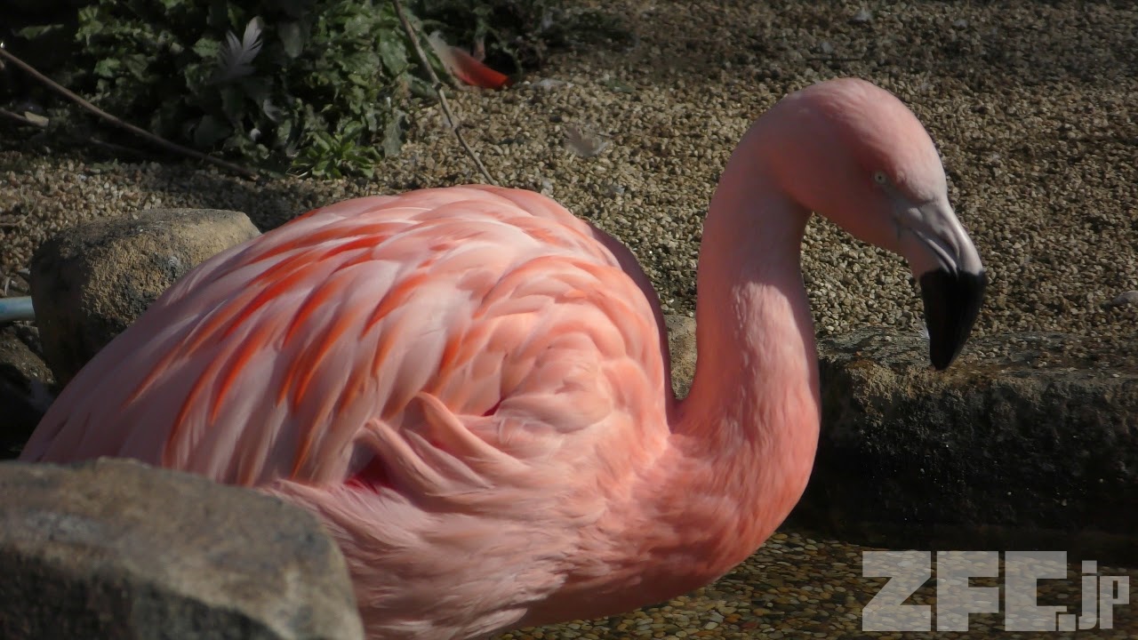 チリーフラミンゴ (福山市立動物園) 2019年2月25日 | ZFC.jp