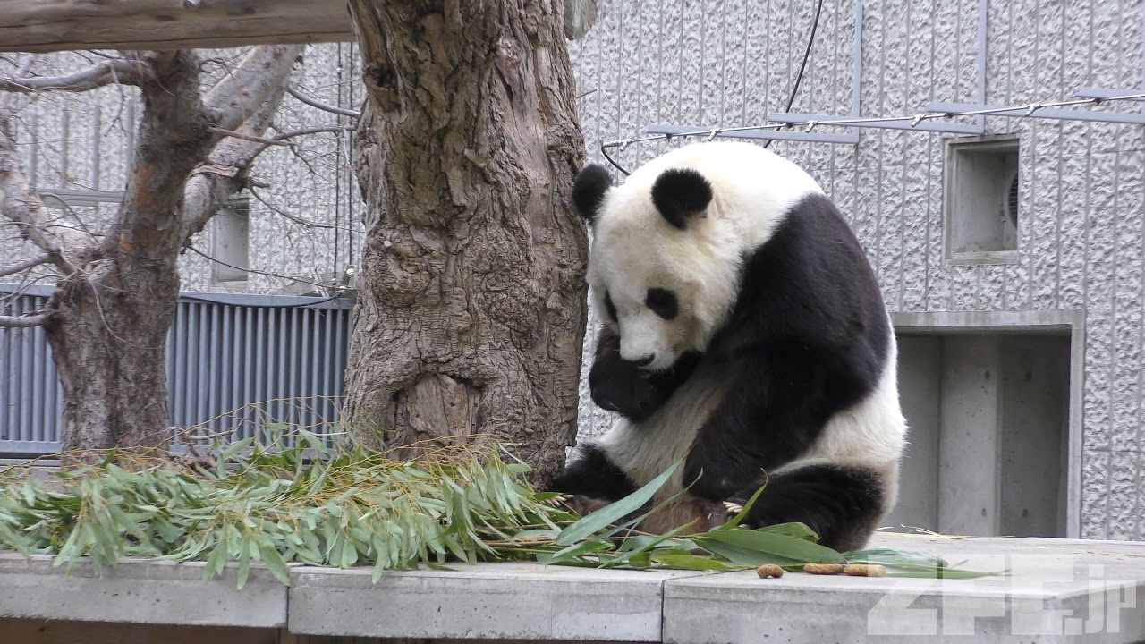 ジャイアントパンダ の『タンタン』 (王子動物園) 2019年1月10日