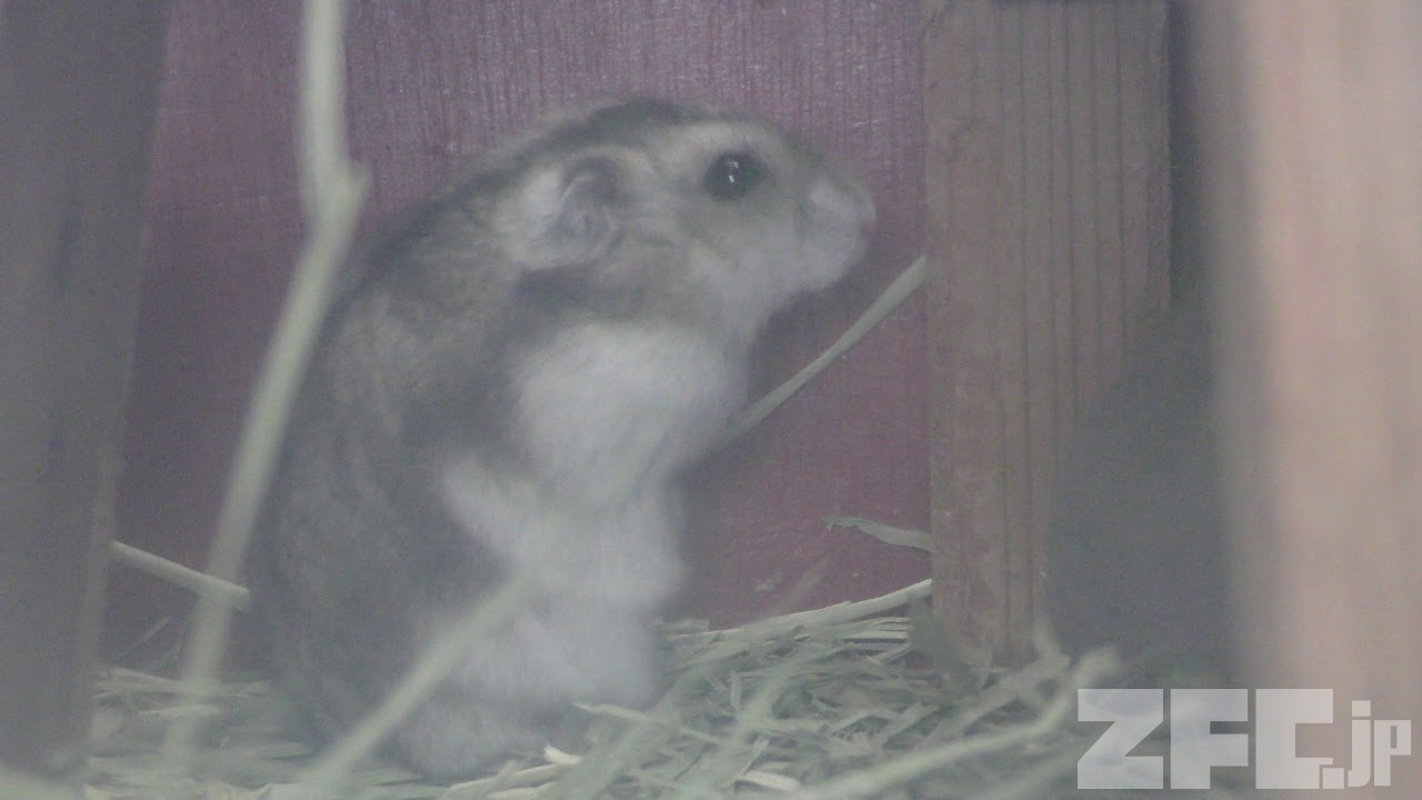 北尾さん作品、ジャンガリアンハムスター hq720.jpg?sqp=-