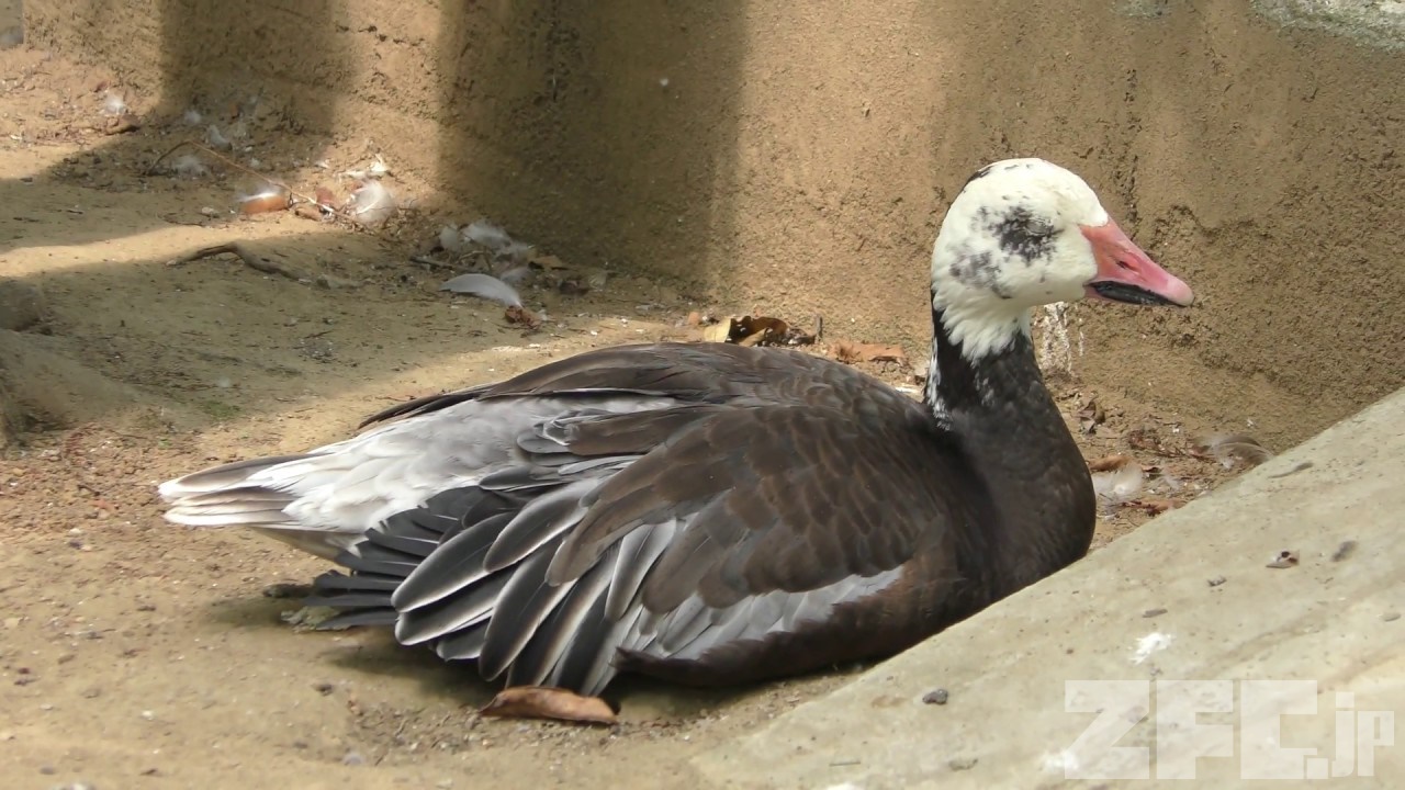 ハクガン 動物図鑑 Zfc Jp